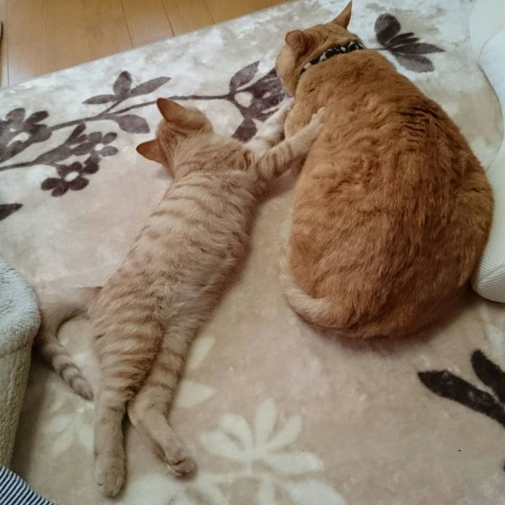 00903600 d086 49ea 9a43 6ce46788165a 1541716821845