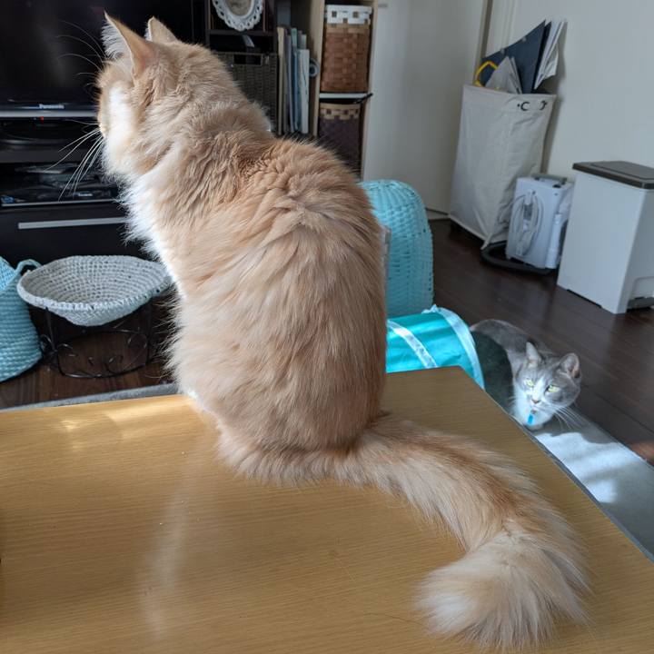 0090cdf4 1d1d 4173 a9b9 2c50d5cf6354 1737775061551