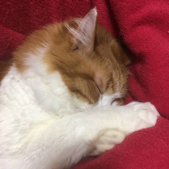 00941e9f c0f5 468a b7fc f71a0927863a 1545320081077