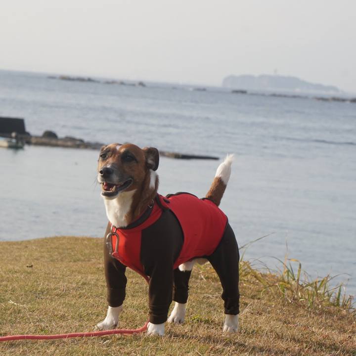 0094a266 b6ed 43ab 81dd 4ef1f6fcef59 1545347018582