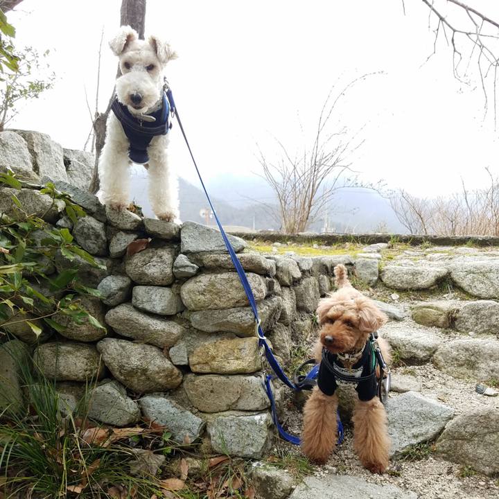 009c245e 550e 49b3 bb72 f66b6bb8f9e0 1553598835610