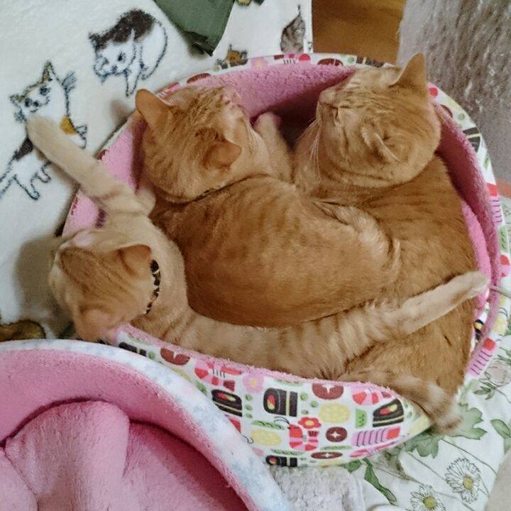 009c9c73 2989 4b13 9fc8 22b211d5e54d 1544477077874