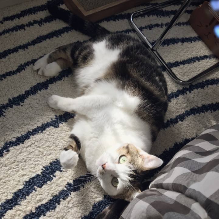 009cc28c 6654 43da b5a0 99908861d6b6 1543813940148