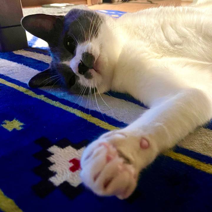 009d3c87 8d2f 44c4 95b1 ed1c96309b0a 1638712400332