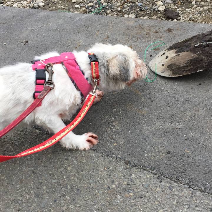 009d688b 6e45 431e a0e2 399a524fc8fe 1529230764676