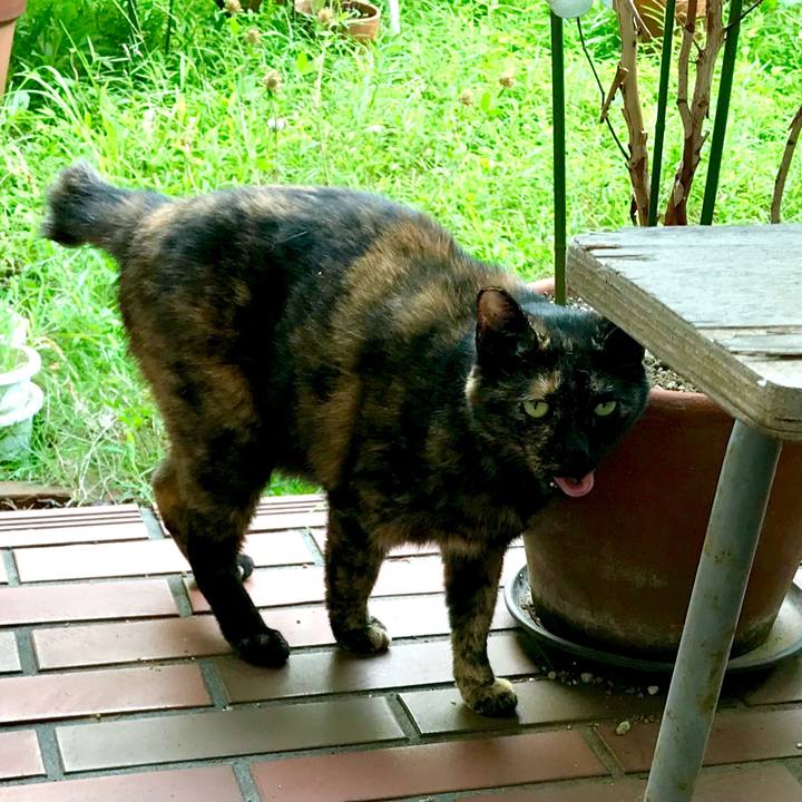 00a1b0c7 258d 4ccf 81f8 4607fff56af4 1531892228265