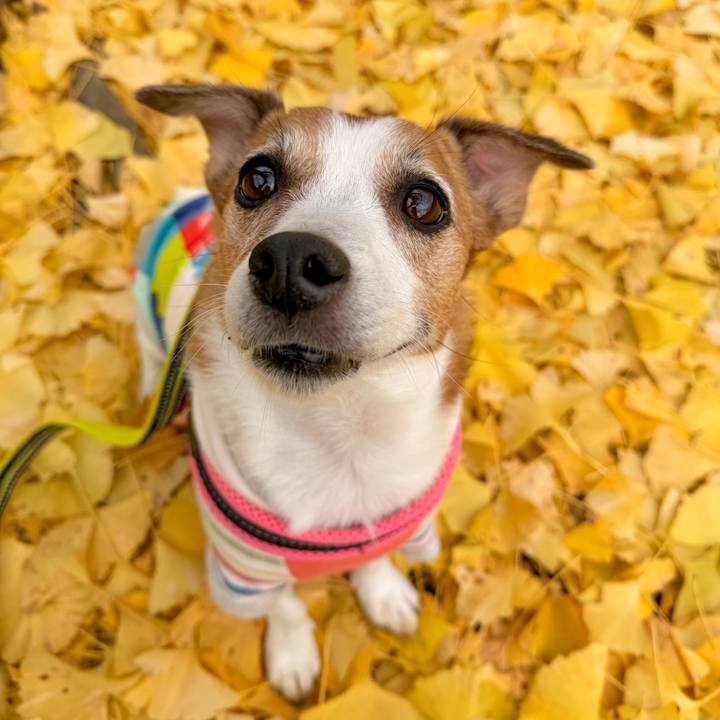 00a1c945 b264 4129 8856 35493b03c46d 1764448183350