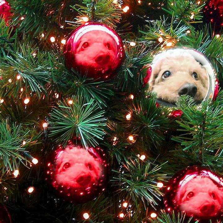 00a35631 efb3 477e 9a6f 41f47ee14ad2 1512295114623