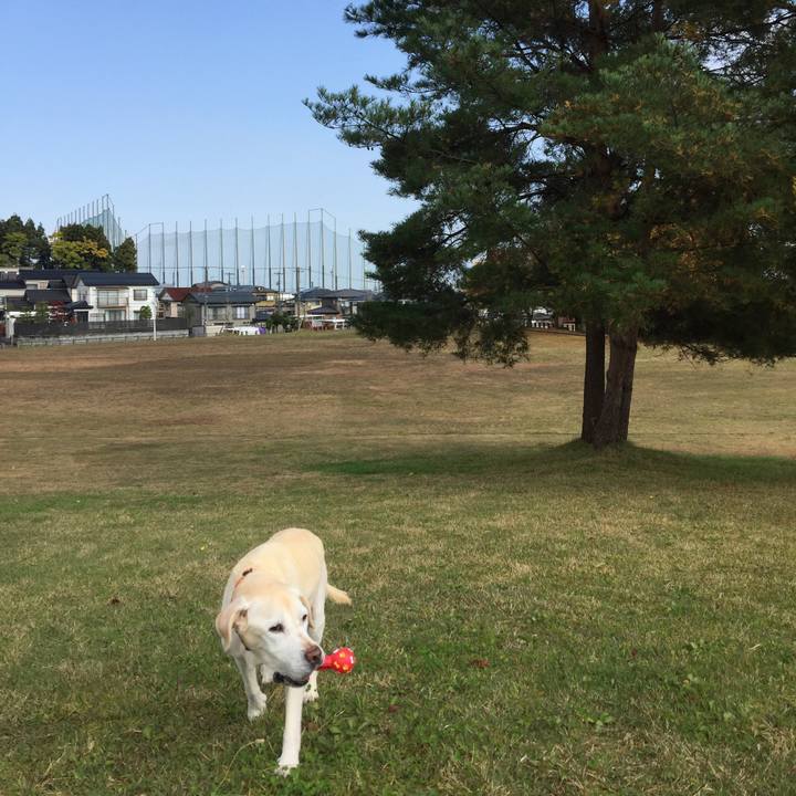 00a52740 fcd7 4838 a5b2 b16a485db7ce 1510711342911