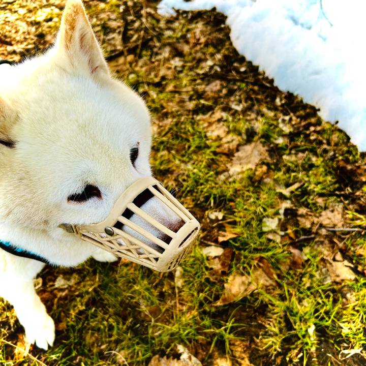 00a69913 d989 4d5f a649 c2dd8a964a3e 1773873537655