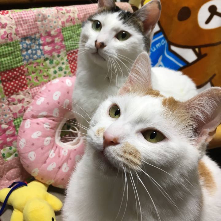 00aa080d 4283 4607 aefe b8a920896919 1554385426833