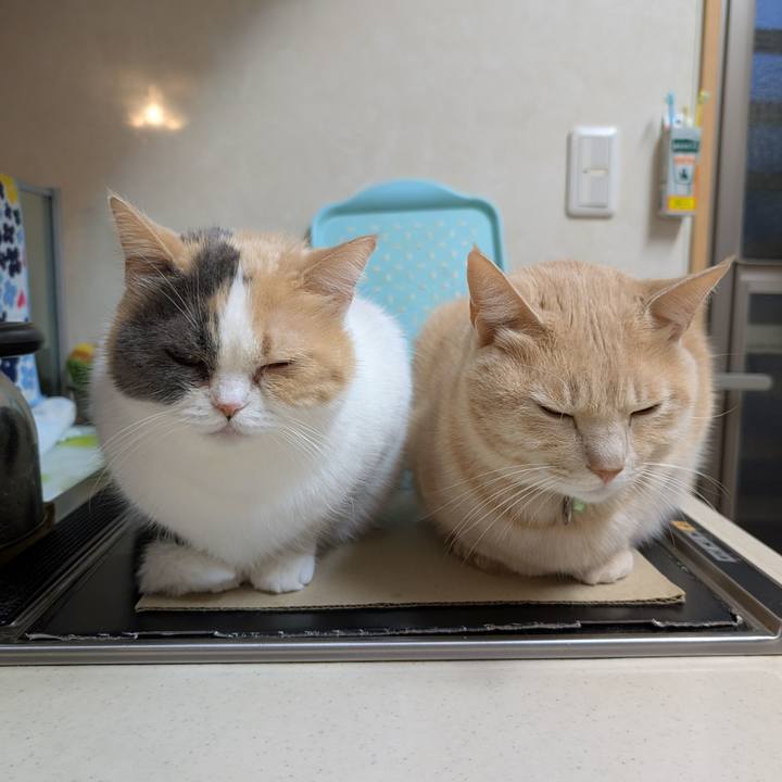 00aa1ae5 82fd 4b82 8f89 31f973d6d6a7 1763017836689