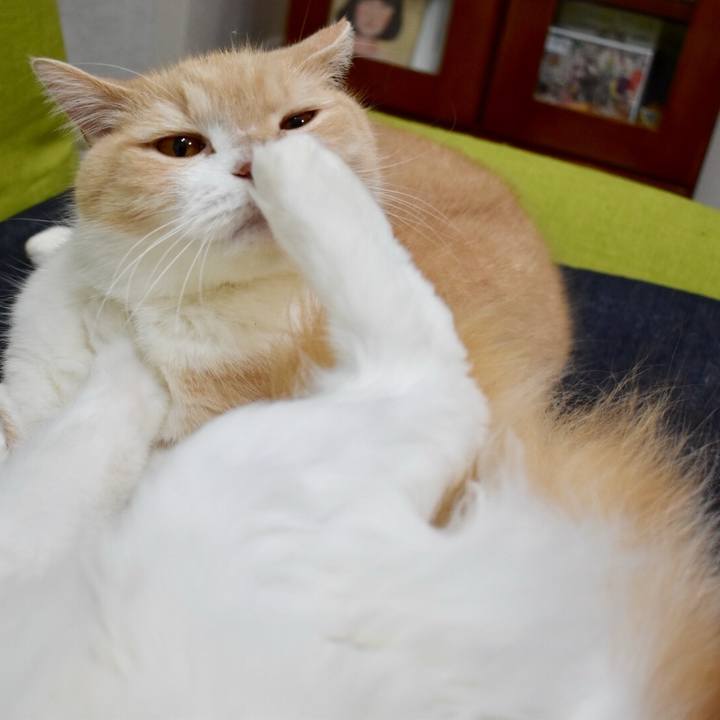 00b234c3 cda7 43da 9a42 3c7d986170c4 1762946651639