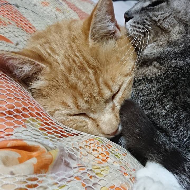 00b2e98f f925 4d80 84b2 7e954251cab5 1585571754957