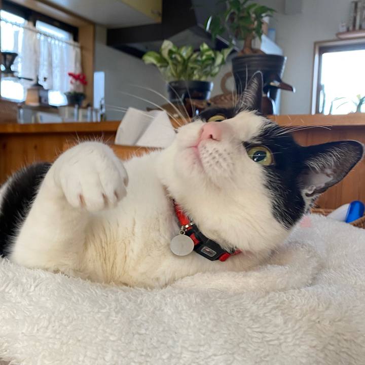 00b4c2cb 71f4 4da8 a3c7 771a1186f453 1769045944822