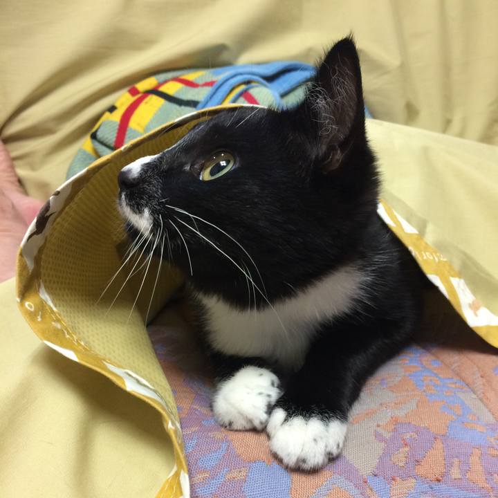 00b4d054 cbf8 4932 bd27 00a48f405a39 1509245959953