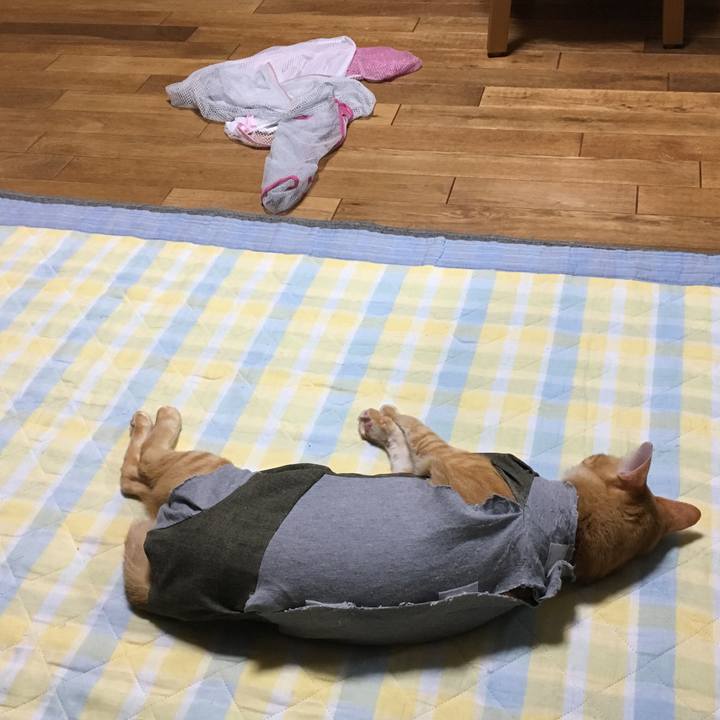 00bc503f fce9 4d89 b9b3 6e0a9d341d74 1538263732858