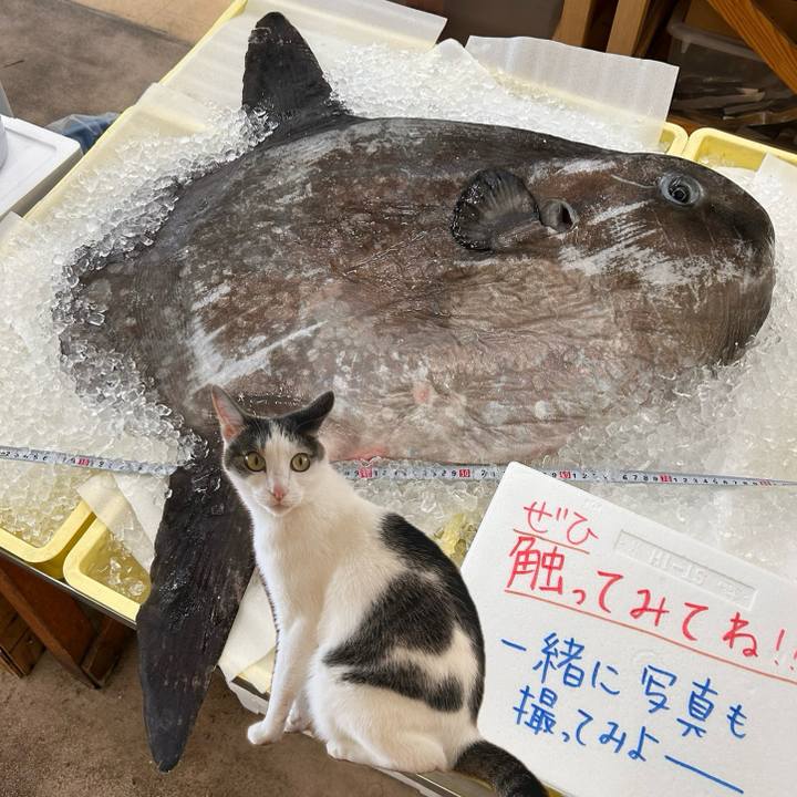 00bd8379 0dea 4d85 af4d 7a7e8b08d2c4 1717761535536