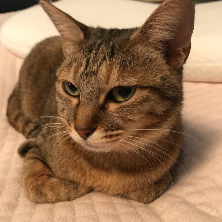 00bfa007 b7e5 4533 93be 038e36a77e33 1586646623838