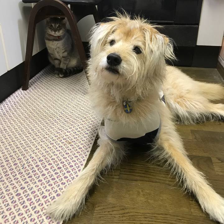 00c02c36 3029 4043 8577 bfd27de9a56a 1545409630267