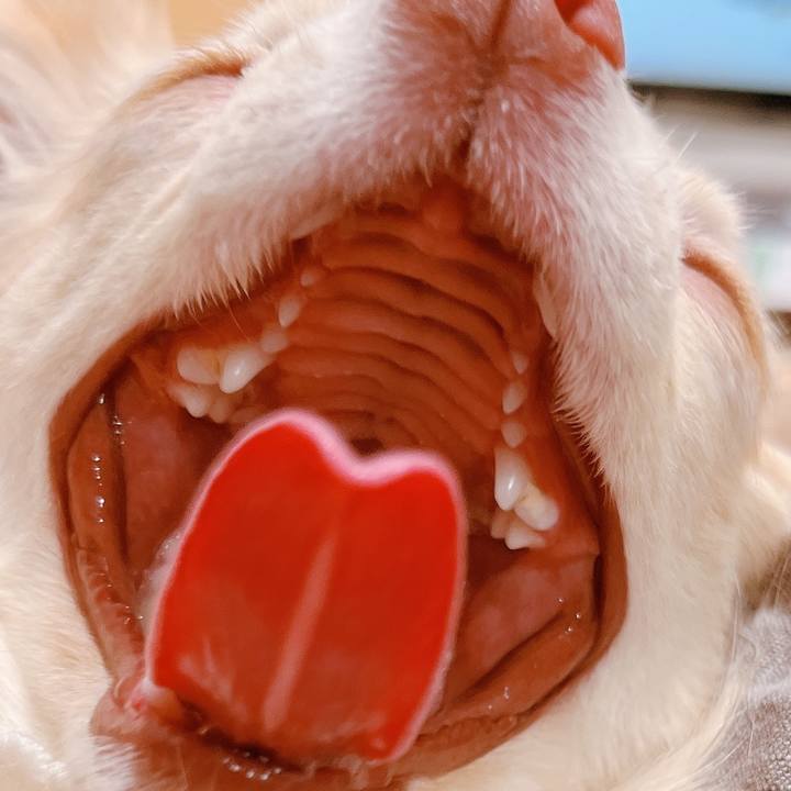 00c054fc 87ed 44a9 872e 5980f062364d 1651882752040