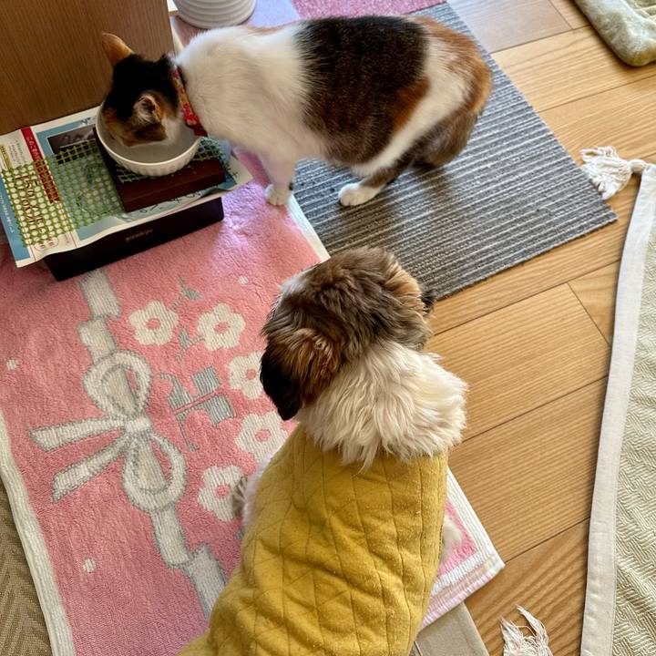 00c31a04 5f9e 4f82 b7fd dba2c188dc2f 1698972621899