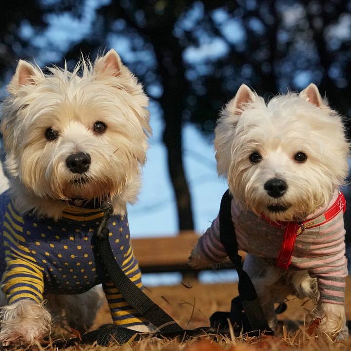 00c3448e a037 4ec7 abc4 0483e75050e8 1514208230838