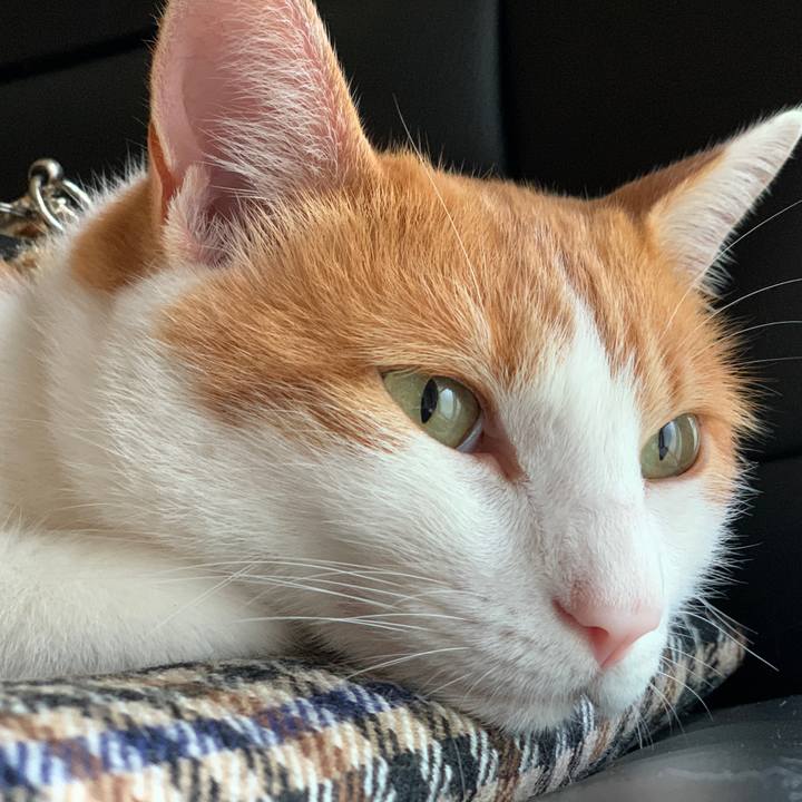 00c34f29 5e45 4374 85a2 b84a74d0c8e8 1595639354008