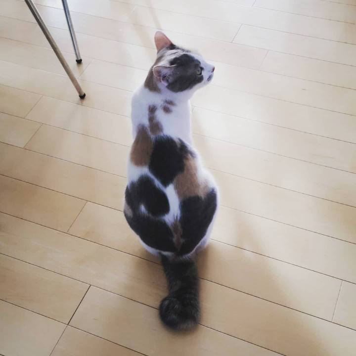 00c4e0bc 609c 4fe5 83ba f68aacc1dc59 1605861050252