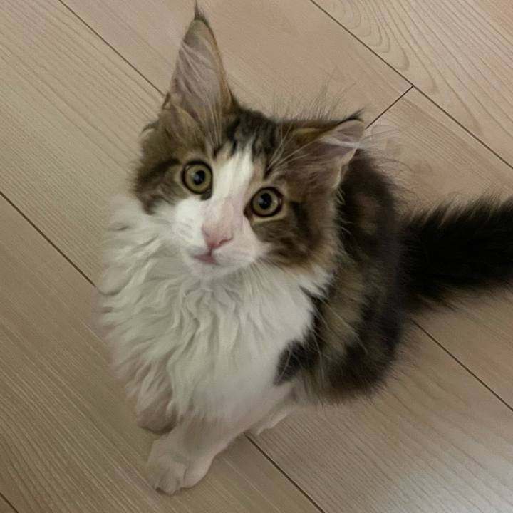 00c95fc6 4531 4ab9 a53a b100e2f67337 1633606783122