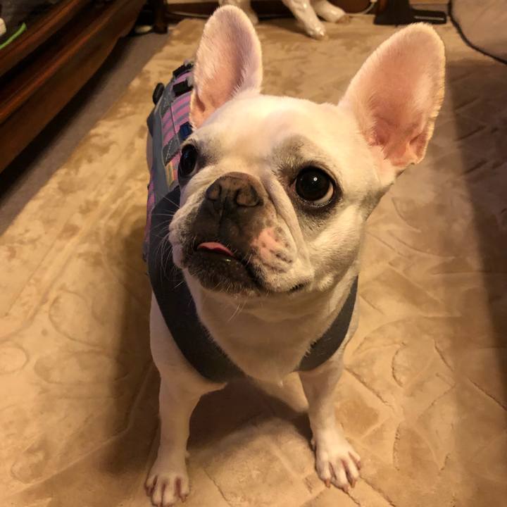 00cba5f9 29e7 4481 851e b3cd8c3caa32 1571400850770