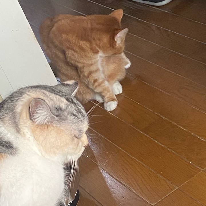 00cd6da8 cb48 43d5 9af0 e4c2c074c254 1771826990731