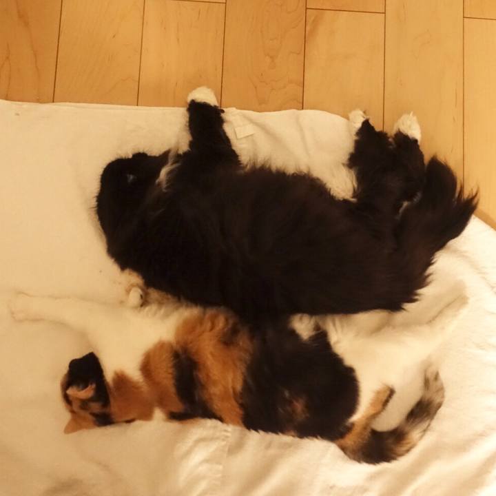 00cedfb0 a27c 4875 a38a 9ccecbb276e6 1531067732503