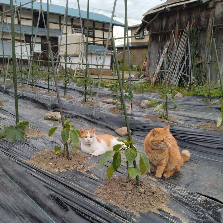 00d621ca 51b7 47c7 97d1 755afa699353 1747988521559