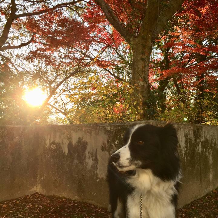 00d8fd28 b6a2 4a38 83f7 d2b777dc8085 1574724973625