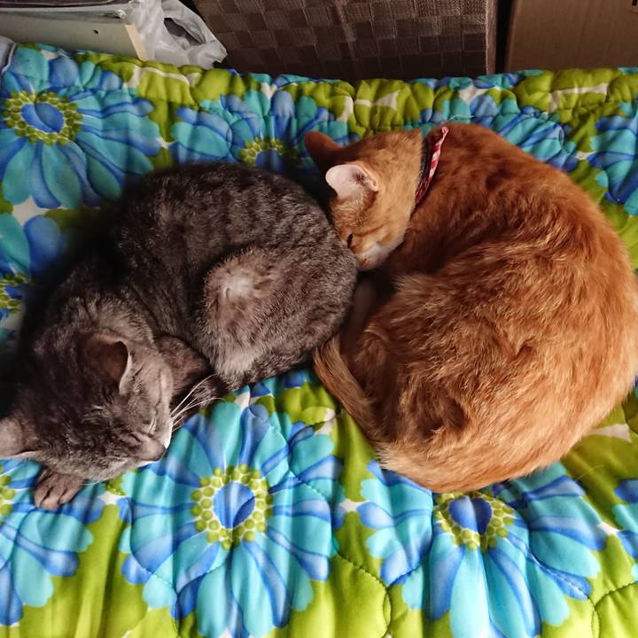 00d9320e a166 439e 99cb b53b081411ca 1560894085143