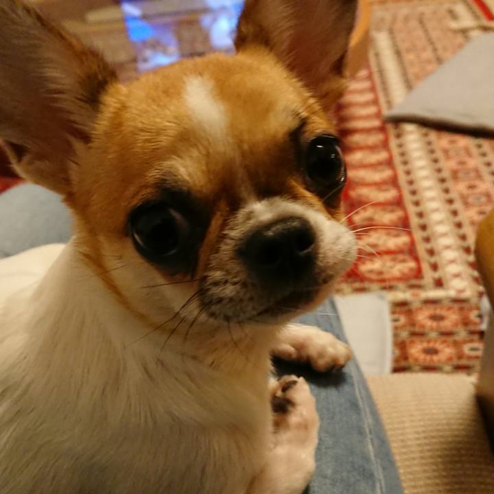 00da34ed cfa6 455d bea6 f69b8b6cd2a0 1540295104929