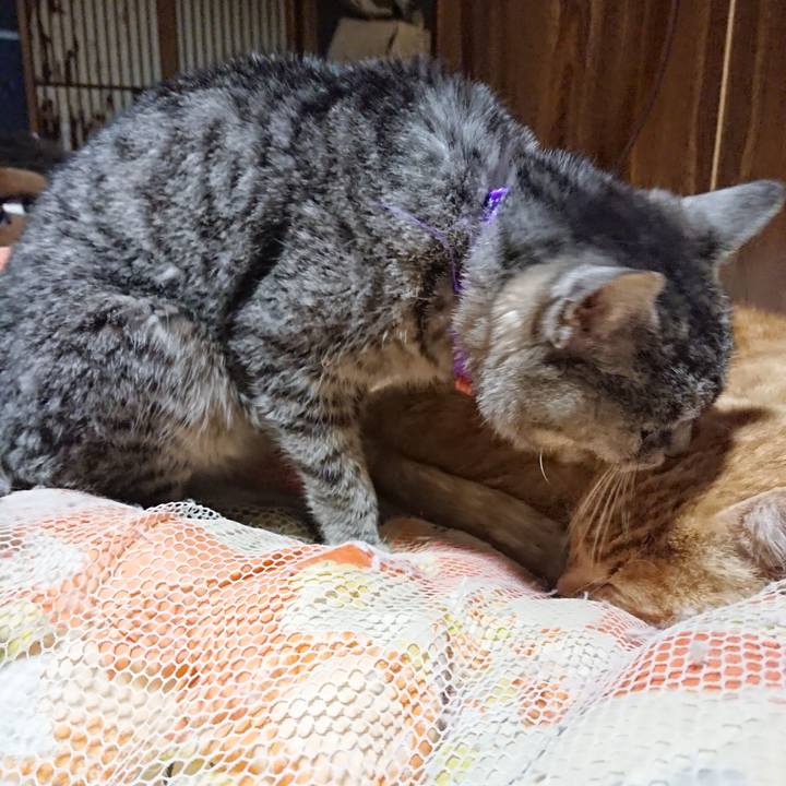 00dad9de 9dee 4548 9f66 e8d08d47d332 1585224688094