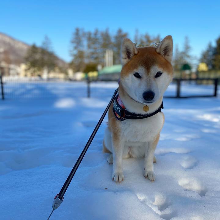 00dba8de 4c26 4f56 a07b d9b6f8bc22a6 1615426667197