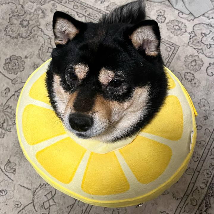 00dd6fe6 77cb 4d55 933a 5d2f00a26940 1742859817750