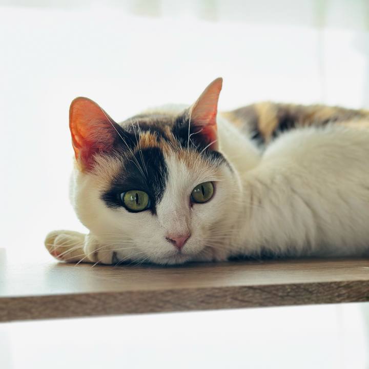 00dfb611 0120 452b a886 bb94d99e94cf 1698973544401