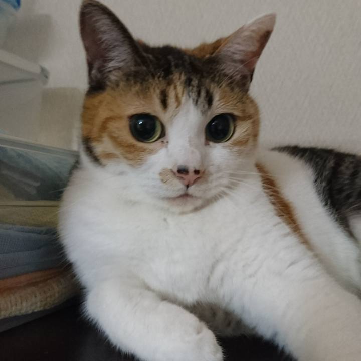 00e17c96 01fb 463f ad26 9bb686274178 1534334923542