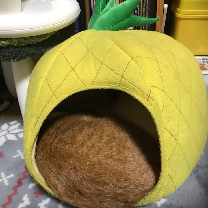 00e1c2f7 9142 4906 870a c5c26e621190 1547287244988