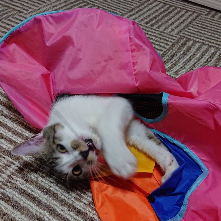 00e3475f 590c 4936 b321 cedace863d30 1548982074933