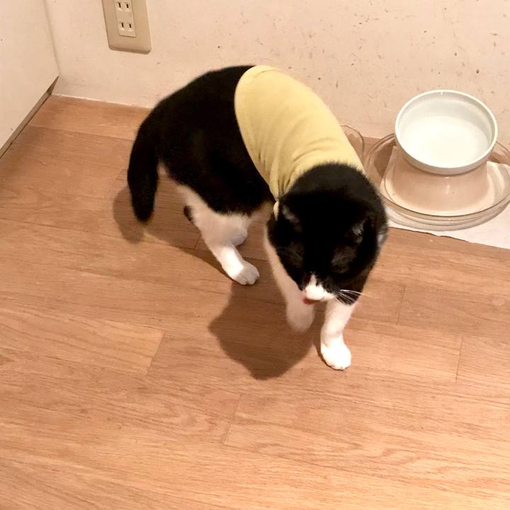 00e474c8 0f4b 4a8b ab12 f76f77f73ace 1540615278584