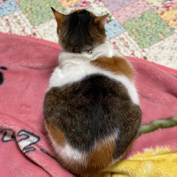 00e6a7a0 1547 493e b0de 51928d7235a7 1610201087903