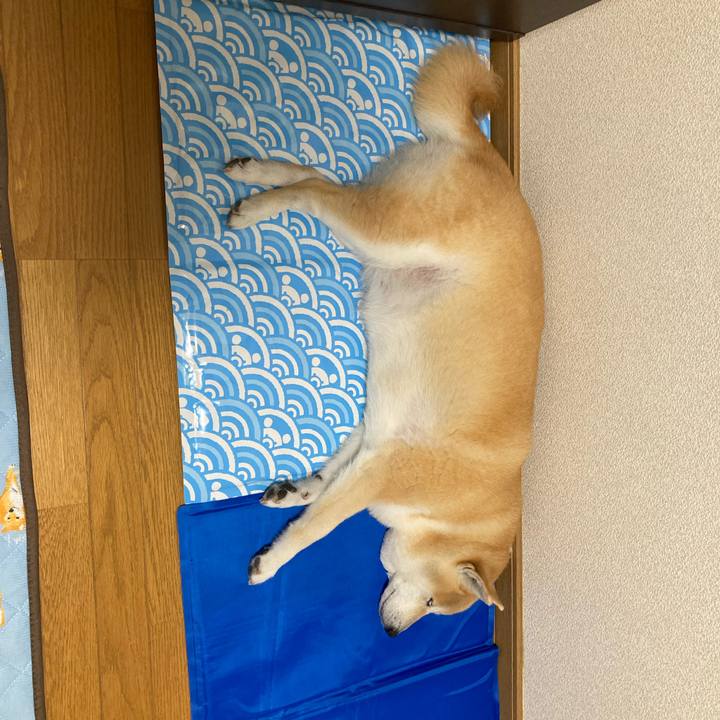 00e902d3 a9b9 4234 80d7 9932d7498e73 1625289543922