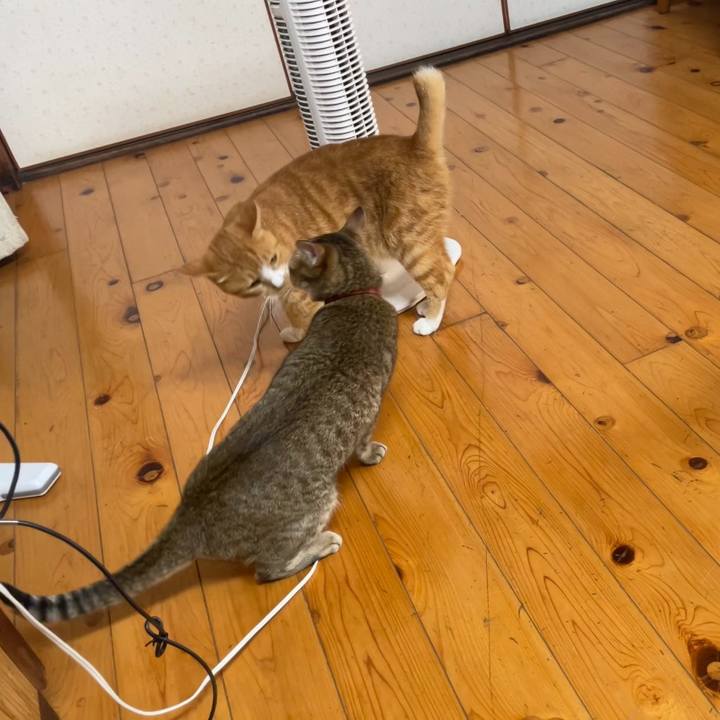 00e982cb 4423 4194 88c1 4c8fadbbca1b 1691926857019