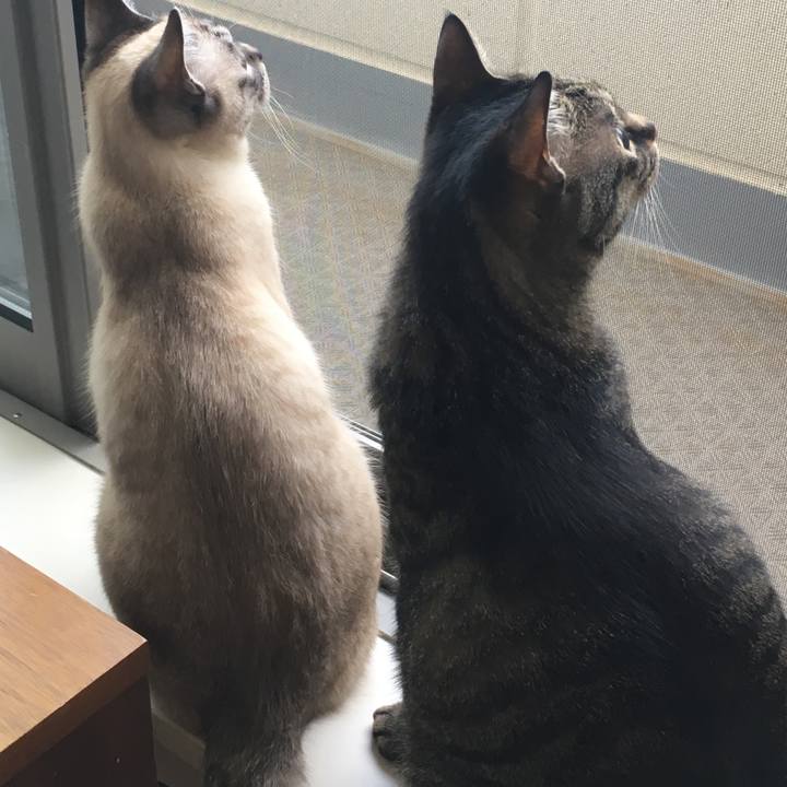 00ed2a03 cc40 442e 9e9b 2edb0be66062 1557037516388