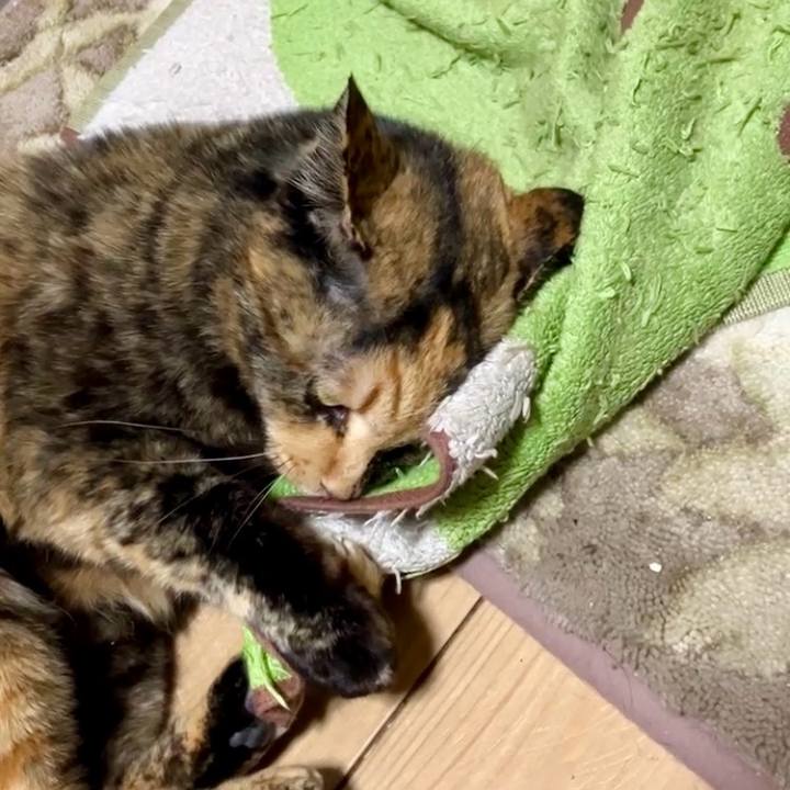 00f30018 3fd8 428f 93c2 b94999c196cc 1739526025745